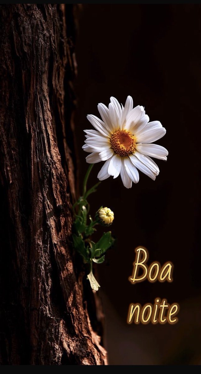 Teremcastro's tweet photo. #BoaNoite ⭐️✨🌙✨⭐️
Que #DeusAbençoe..
Fechemos os olhos e descansemos, porque #DeusNoComando; 
não Tem Erros,
Tem sempre #Bênçãos Poderosas para Derramar Sobre Nossas #Vidas ... https://t.co/jiRP8cSHv6