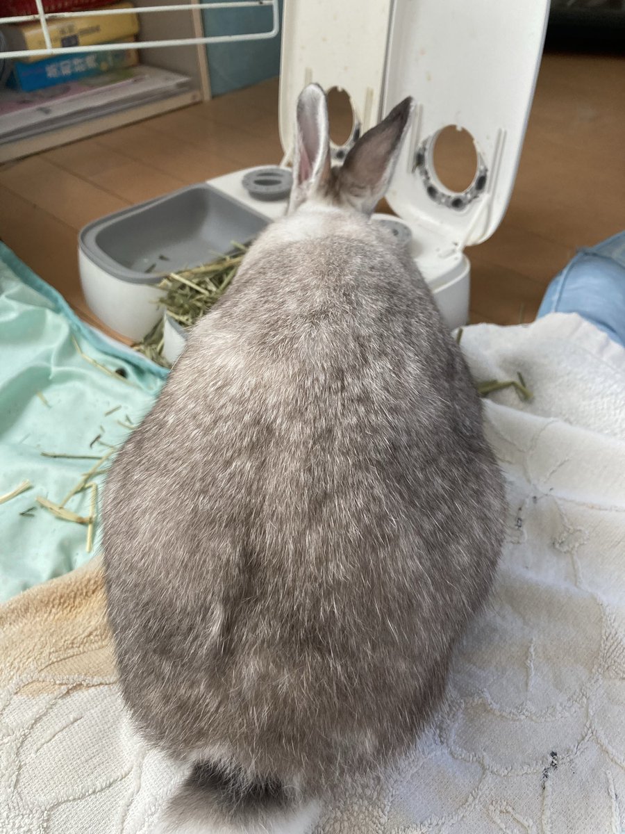 sekine460's tweet photo. おはようございます🐰
久々に庭んぽできて満足な小トトロうさぎです。
#うさぎ
#ウサギ
#晴れ https://t.co/wKZo6ZiWjF