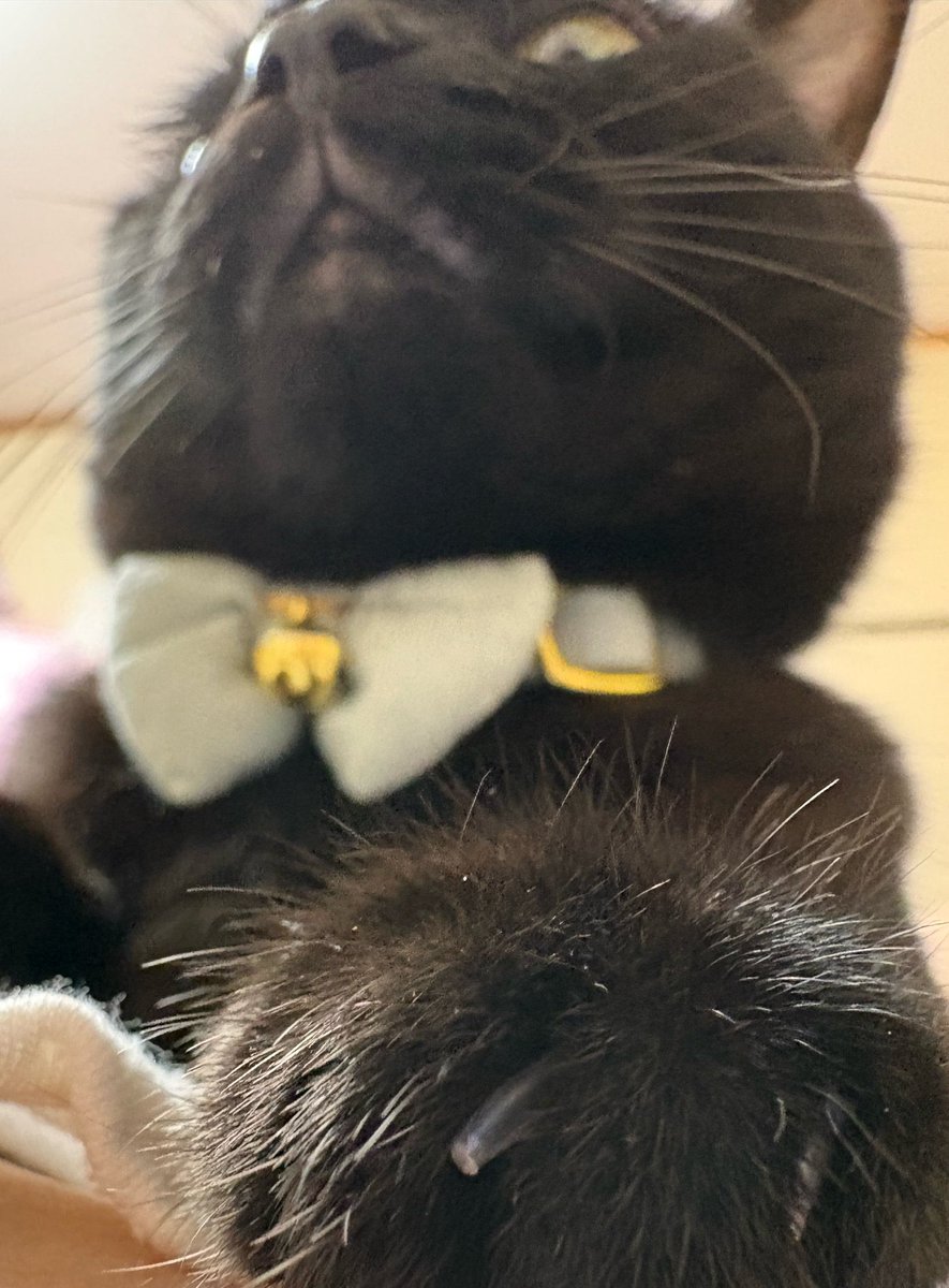 ha__na_c's tweet photo. @armanchan_redar ふおおお！！くろねこちゃんですか！！ウチもですっっ🐈‍⬛ https://t.co/GJpRUYTCTd
