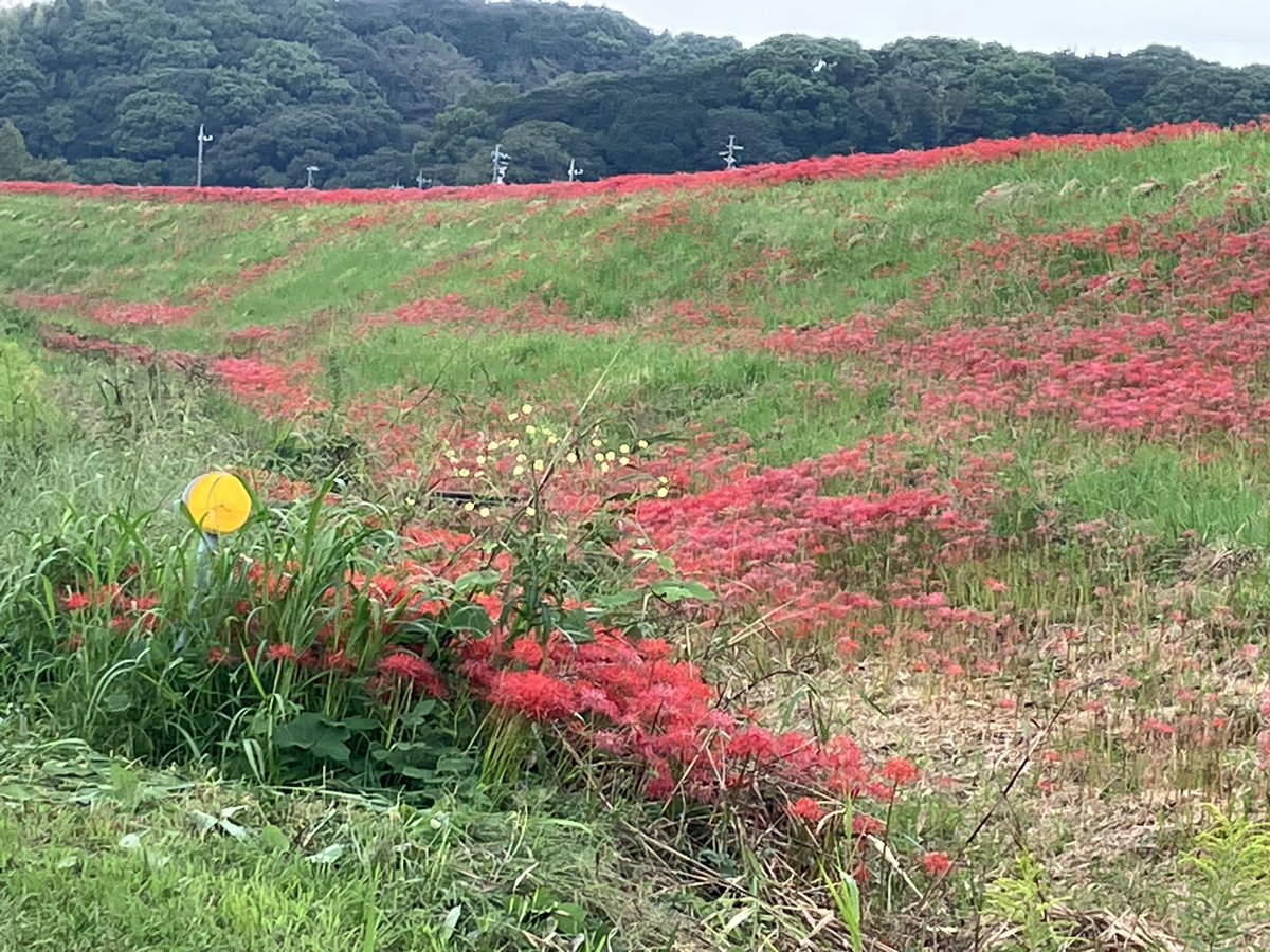 minnhanda's tweet photo. こんにちは、名鉄イン知多半田駅前です🦊
 
今年も矢勝川・新美南吉記念館周辺では「ごんの秋まつり」が行われていて、彼岸花が見頃を迎えております。
 
某スタッフさんがお散歩がてら撮影して来て下さいました👏📸
 
#名鉄イン知多半田駅前
#名鉄イン
#愛知県半田市
#半田市
#ごんの秋祭り https://t.co/qVWm5YBTZi