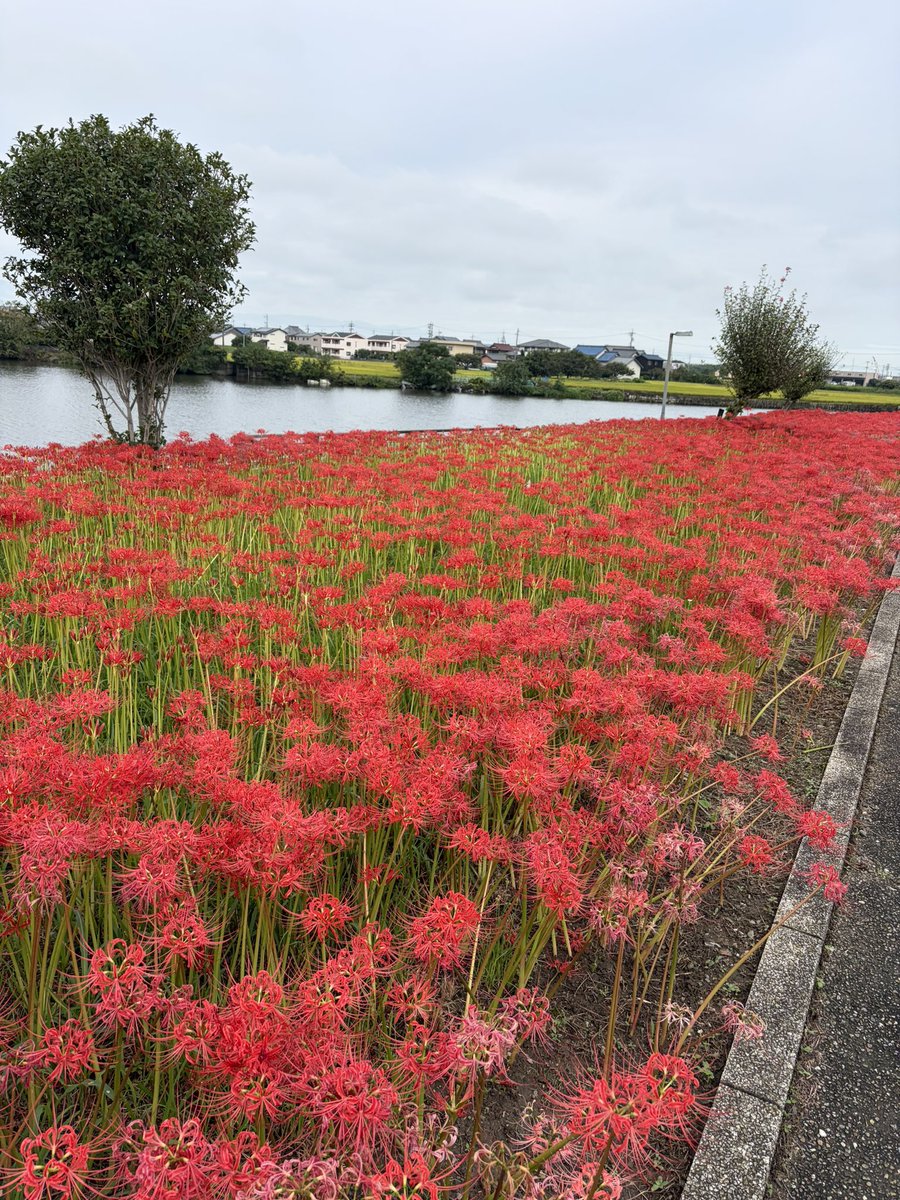 Pravdagl's tweet photo. もう彼岸花の季節か https://t.co/ZP3E80hDtS