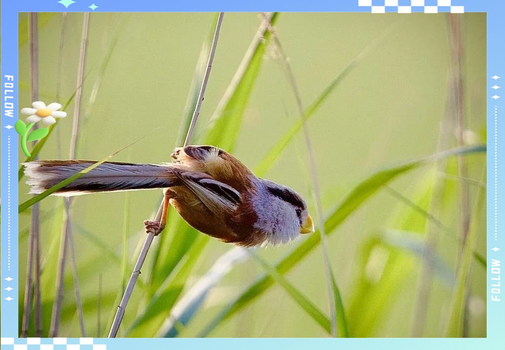 james03_762_23e's tweet photo. Spotting a tiny thrush (the Chinese word 栽 sounds like it, plus other characters, for fun) bouncing and calling, its fluffy tail swaying softly in the breeze by the wet pond! https://t.co/v8GOwf8drY