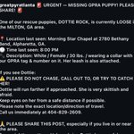 Photo by GP Rescue Atlanta (@GPRAtlanta)