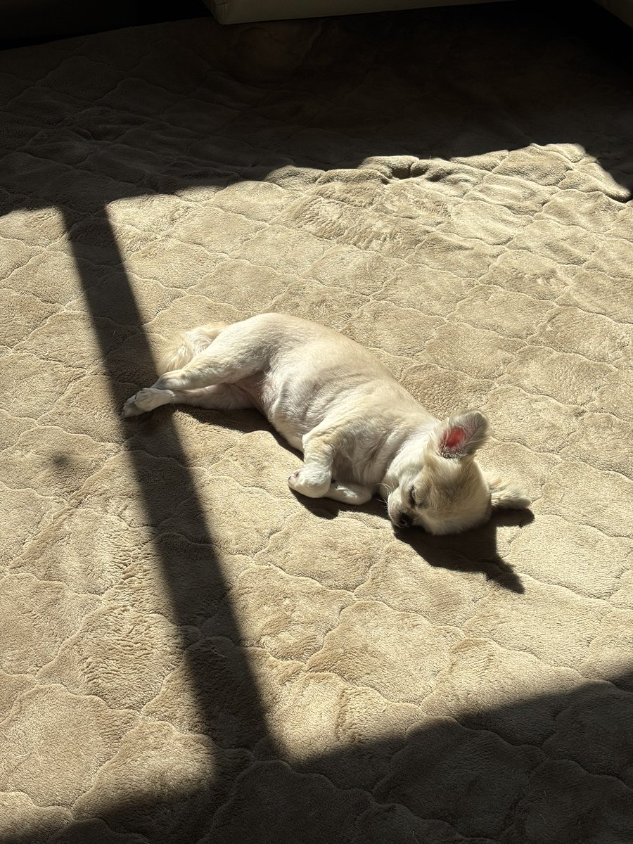chihuahua_ume's tweet photo. エリンギみたいな犬 https://t.co/Z92MhipjLJ