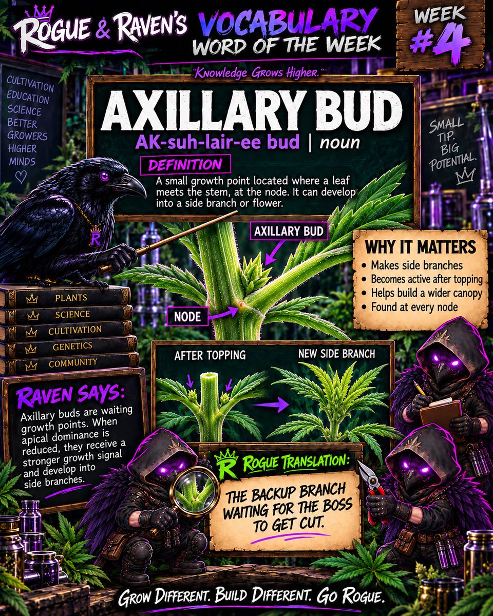 kingzoor25's tweet photo. 📚🌱 ROGUE &amp; RAVEN’S VOCABULARY — WEEK #4

Today’s term: AXILLARY BUD
Pronounced: AK-suh-lair-ee bud
An axillary bud is the small growth point found where a leaf meets the stem—right at the node. It may look like it’s just sitting there, but it can develop into a new side branch https://t.co/YeKIArd9mx