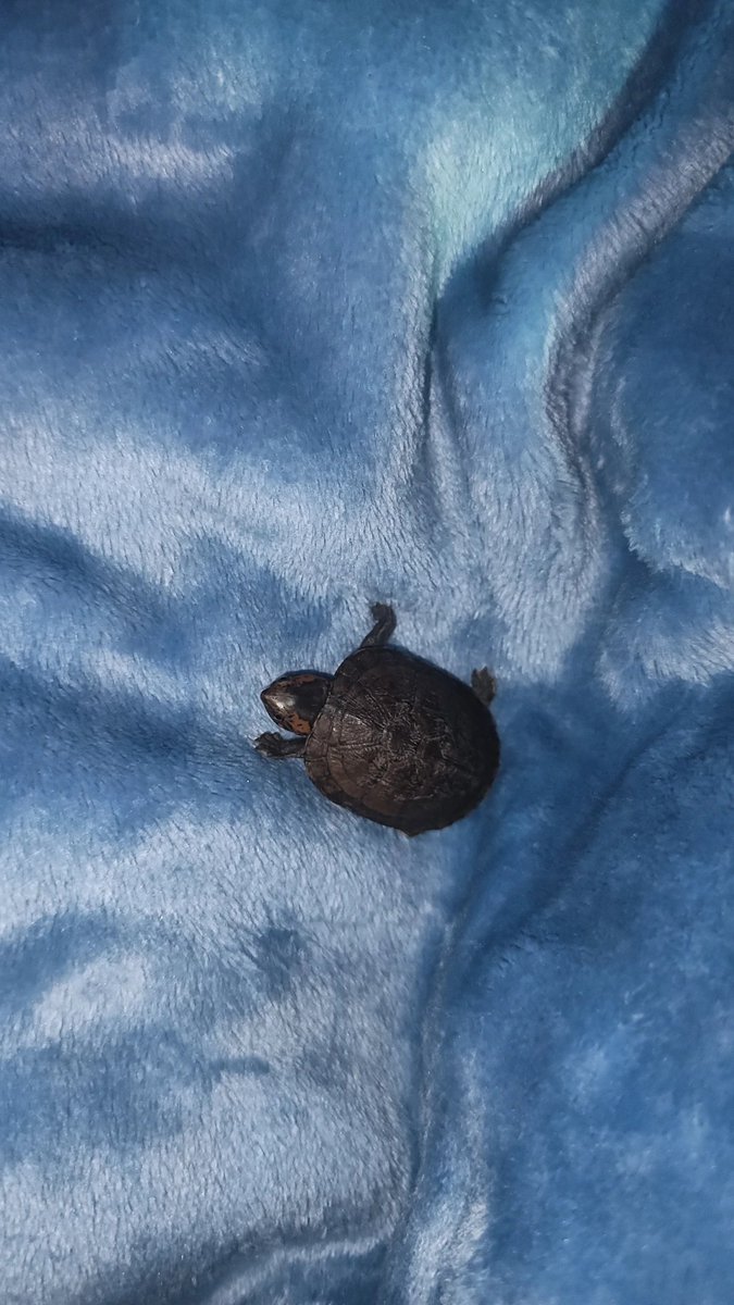 asky2k's tweet photo. @shiesunoo Su nombre es Raphael 🐢 https://t.co/V6PJYGMMRV