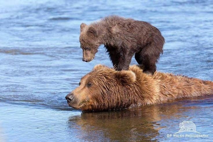 Bearlymedical's tweet photo. Lets float on mama https://t.co/fAGdVlgUID