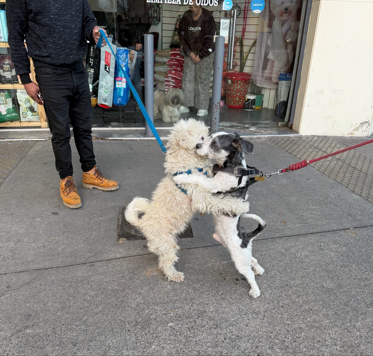 penuria__'s tweet photo. hoy iba por la calle y me crucé a dos perritos que se paraban y se abrazaban así y alrededor toda gente parada mirándolos https://t.co/tV72eOfDPx