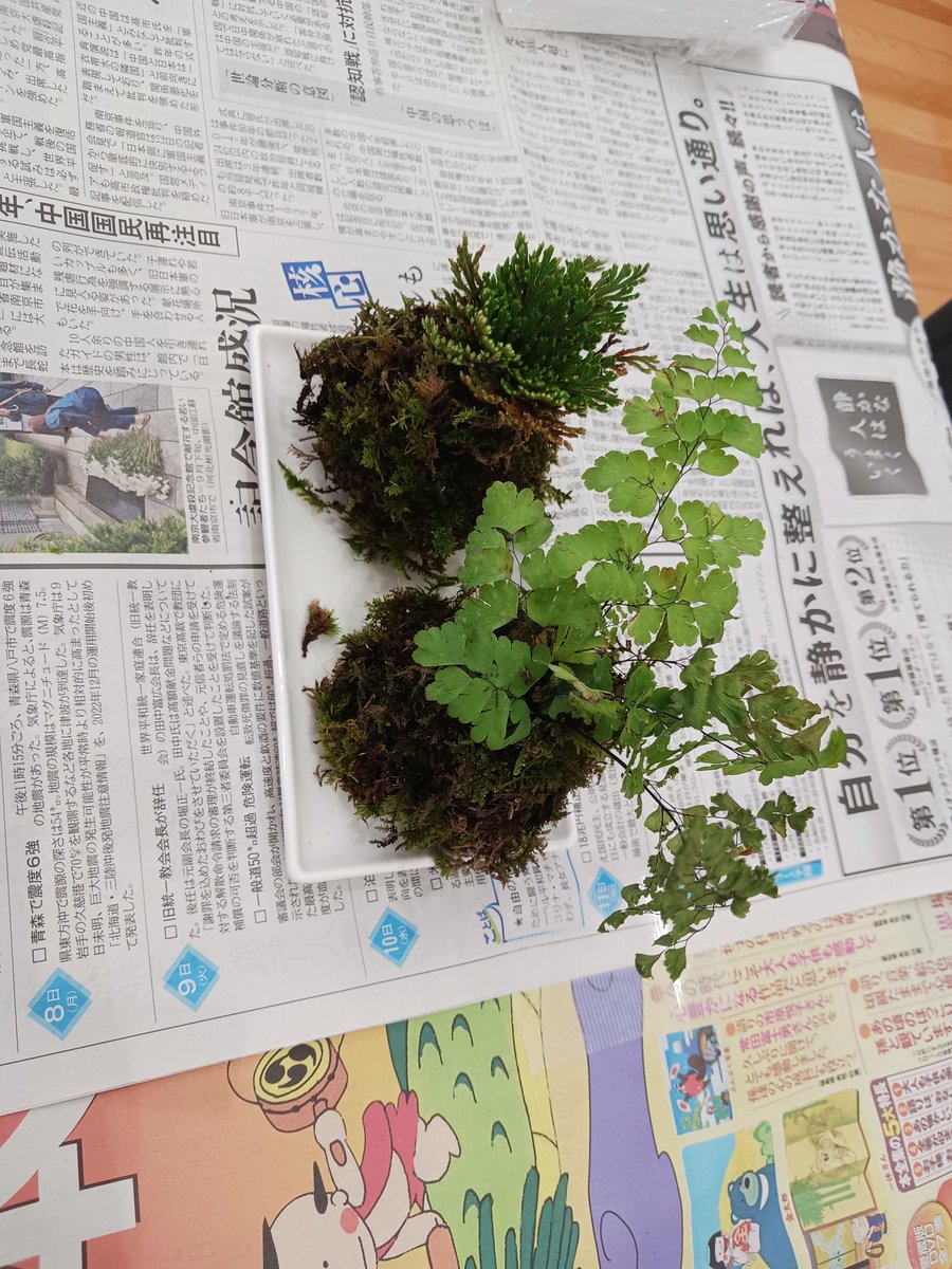 2357fhaik's tweet photo. 今から苔玉wsだけど早帰りかも！？ https://t.co/xfONGiJdsa
