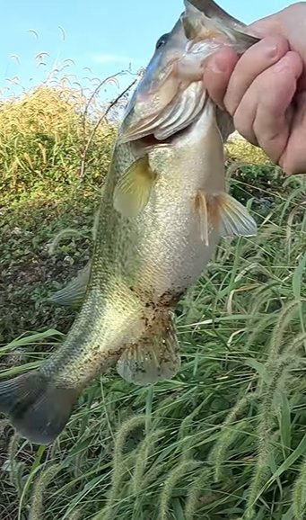 FishingwPaddy's tweet photo. Maybe I should add this lure back into my tacklebox. https://t.co/TrFIV48ZTC 👈 FULL VIDEO https://t.co/GJKE7Quwwb