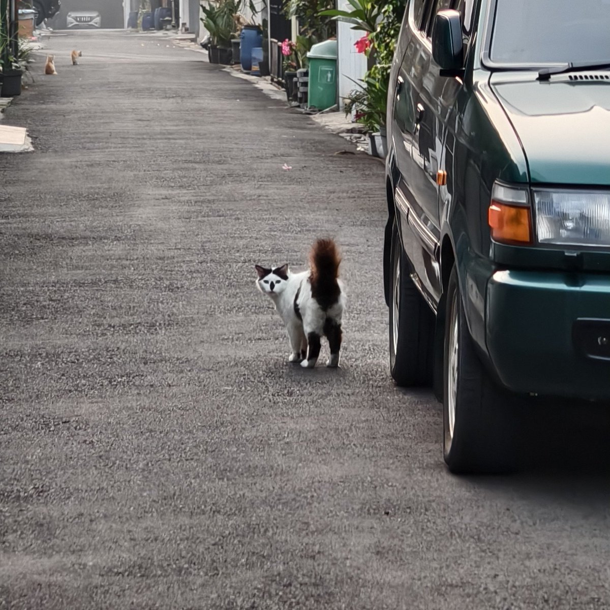 whutzeetoya's tweet photo. Pagi ini ketemu lagi sama si cuking porepack. Gataunya dia lagi nongkrong sama temennya, si cuking tompel 😂 https://t.co/IgbQQITAsZ