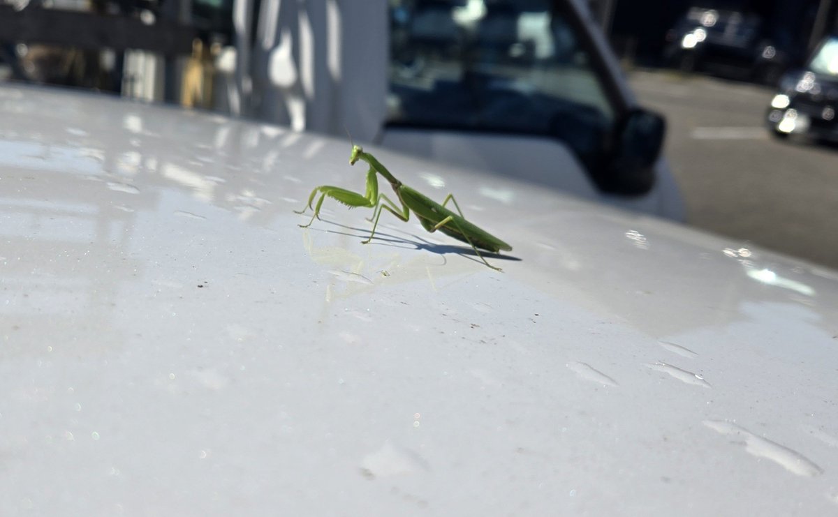 Lucas_Vermilion's tweet photo. カマキリと一緒に出勤した https://t.co/z3oK5H7V8t