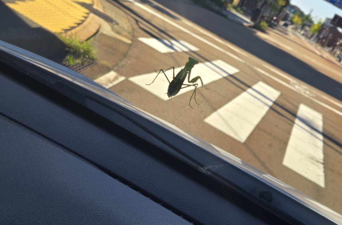 Lucas_Vermilion's tweet photo. カマキリと一緒に出勤した https://t.co/z3oK5H7V8t