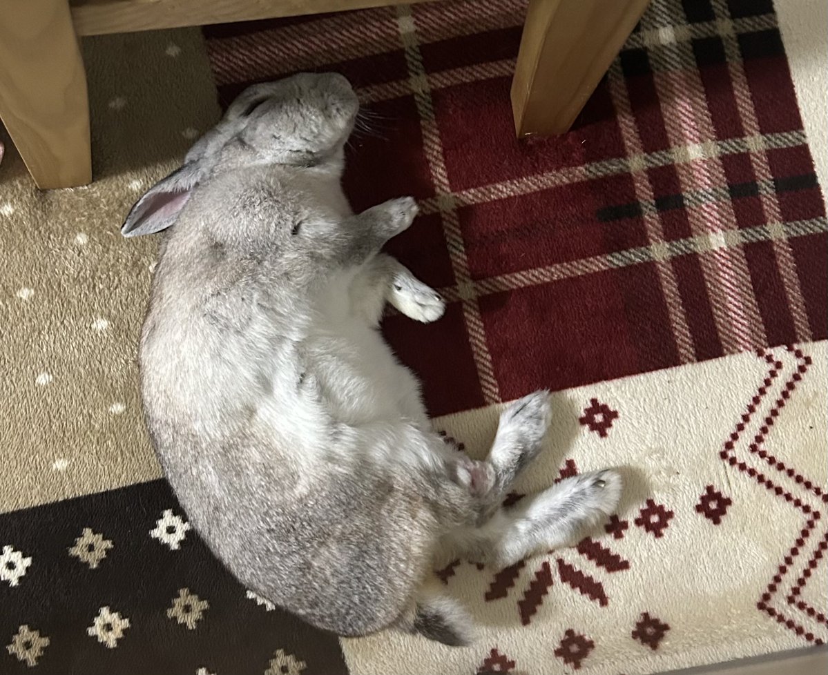 notice_unmoored's tweet photo. 🐰 https://t.co/mlO2PMd3TU