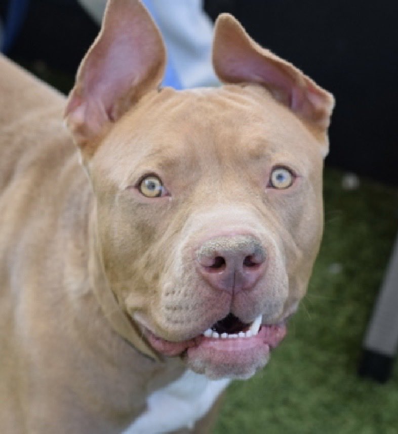MoishesMom's tweet photo. Edward is a 1️⃣ year old puppy who arrived at the Queens Pound in NYC 7️⃣8️⃣ days ago…he’s 7️⃣2️⃣ pounds
Edward is an NYCACC #LongStay
And they’re listing #LongStays
Edward’s Bio ℹ 🔗 👇🏻
https://t.co/RmzpDwDgJb
This pup’s a stunner…& his 🦇ears💞 https://t.co/XngAPT9Cef