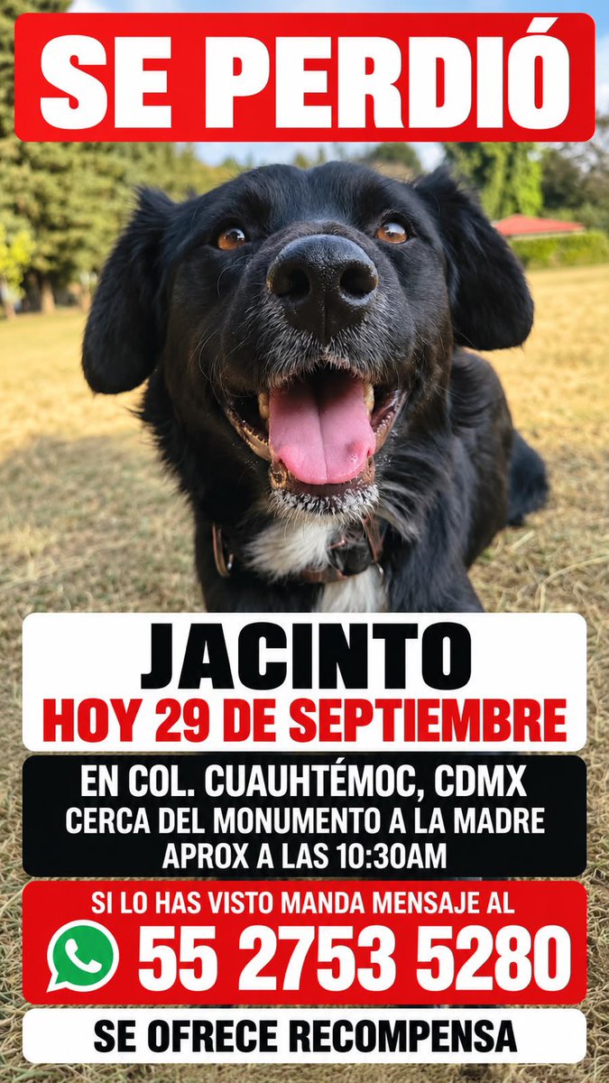 AlessandraRdlv's tweet photo. Ayudemos a que regrese a casa!!! 🆘 https://t.co/rNsTZqppdt