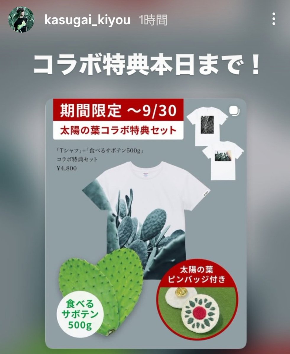 taiyonoha's tweet photo. 本日最終日です🌵春日井を着ようさんとのコラボTシャツです。実際に太陽の葉畑で撮影した画像です
お求めはコチラ
https://t.co/MN1PywXWBo https://t.co/9RYKH9lzmC