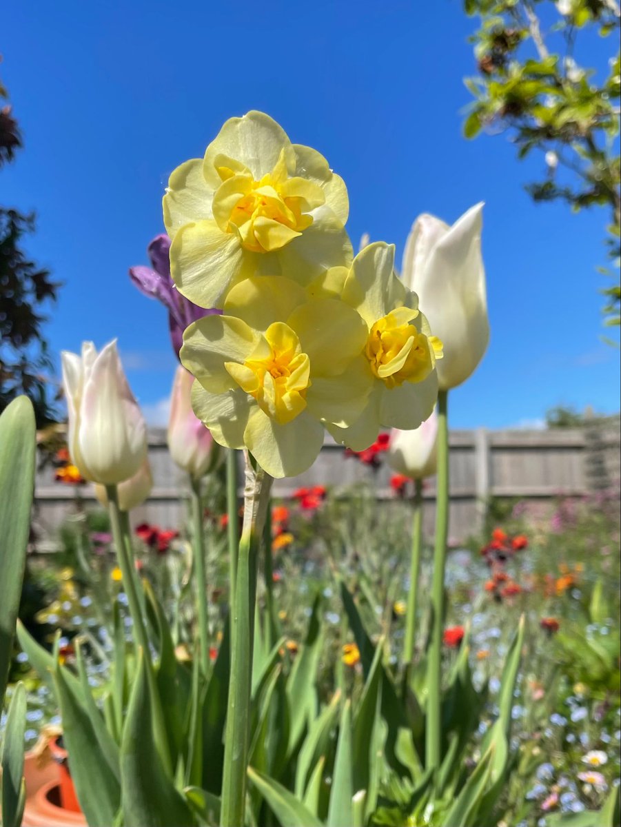 DollysGarden's tweet photo. Will soon be time to plant our bulbs for a good show in springtime.  

#Gardening #Flowers #DollysCottageGarden https://t.co/LqedpWHCNu