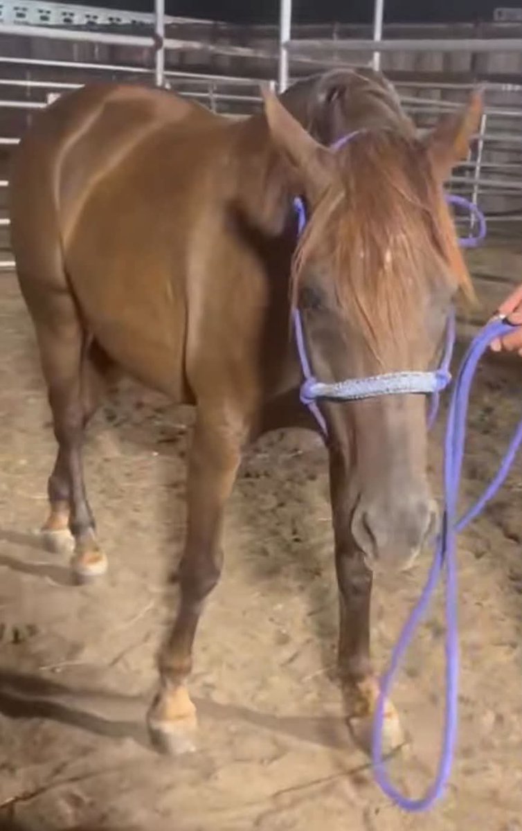 heartandhooves's tweet photo. ‼️‼️THREE PREGNANT MARES NEED YOUR HELP‼️‼️ Lexie is the first girl up! Time is not on her side! She needs our help! $550 needed in just a few hours! Can anyone help her ?! https://t.co/pkmdfQlgOE https://t.co/t098UvBfL7