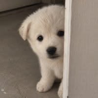 cutestpuppyy's tweet photo. https://t.co/8zeDPf069H