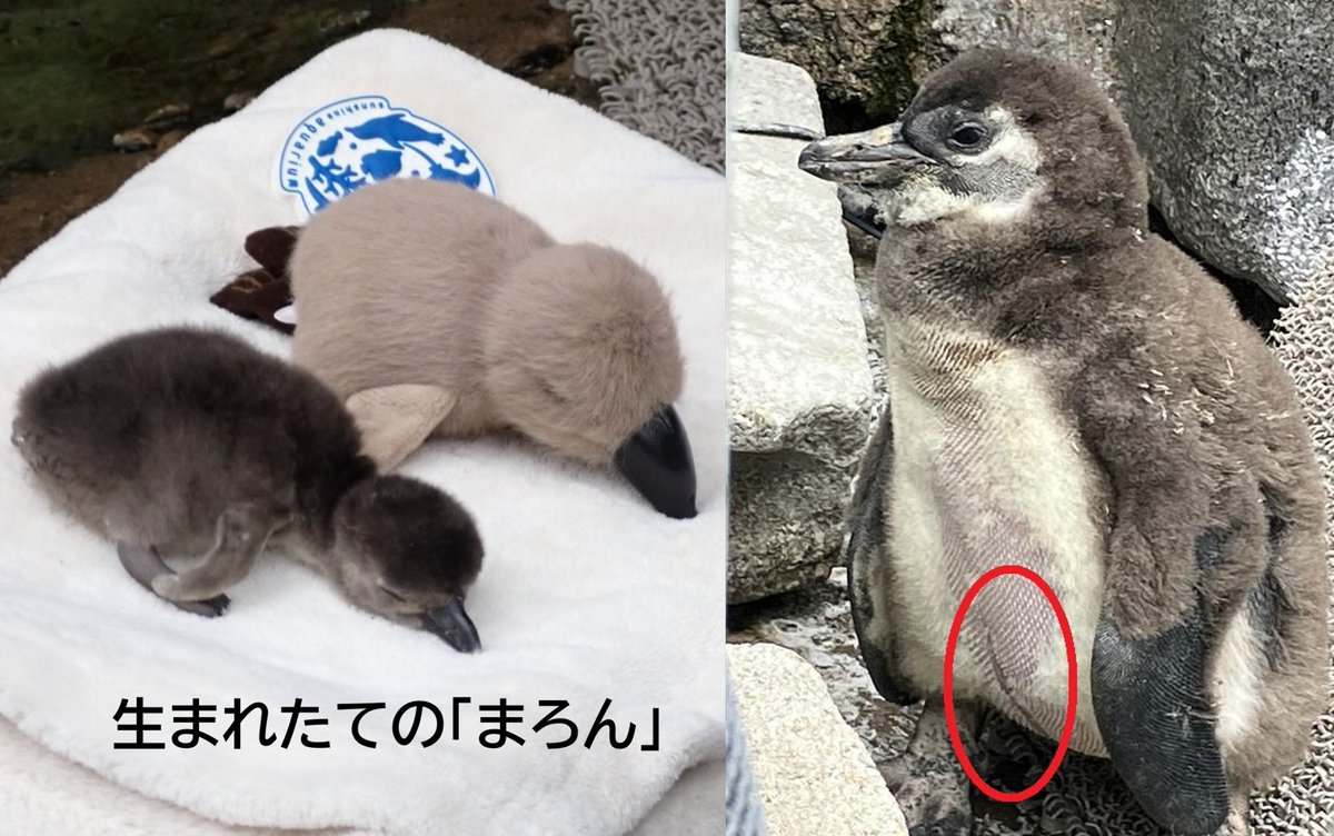 Sunshine_Aqua's tweet photo. 🐧クラウドファンディング最終日🐧
昨日、目標達成しました！！皆様の温かいご支援、本当にありがとうございました。
そして、本日最終日「ネクストゴール」も設定しています！ケープペンギンに届け！皆様のご支援！！
https://t.co/uVvL0UoOYa https://t.co/bApawtYviP