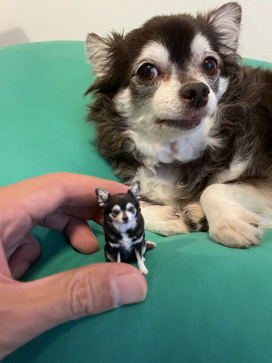 Junkforlove's tweet photo. 我が家のわんこを3dフィギュアに

パッと写真送るだけでモデリングしてくれる
再現度めちゃ高いし、子供の人形遊びに使える🐶
#ちょこんとフィギュア https://t.co/7UYl7BZSQA