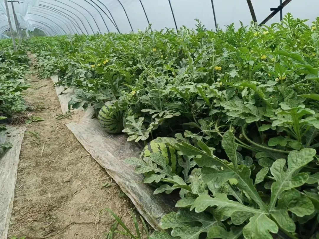 wmh4650's tweet photo. The green mountain ranges stand tall, we punish acts that harm melon growers who tend these precious fields with care. https://t.co/TlGoSSooTr