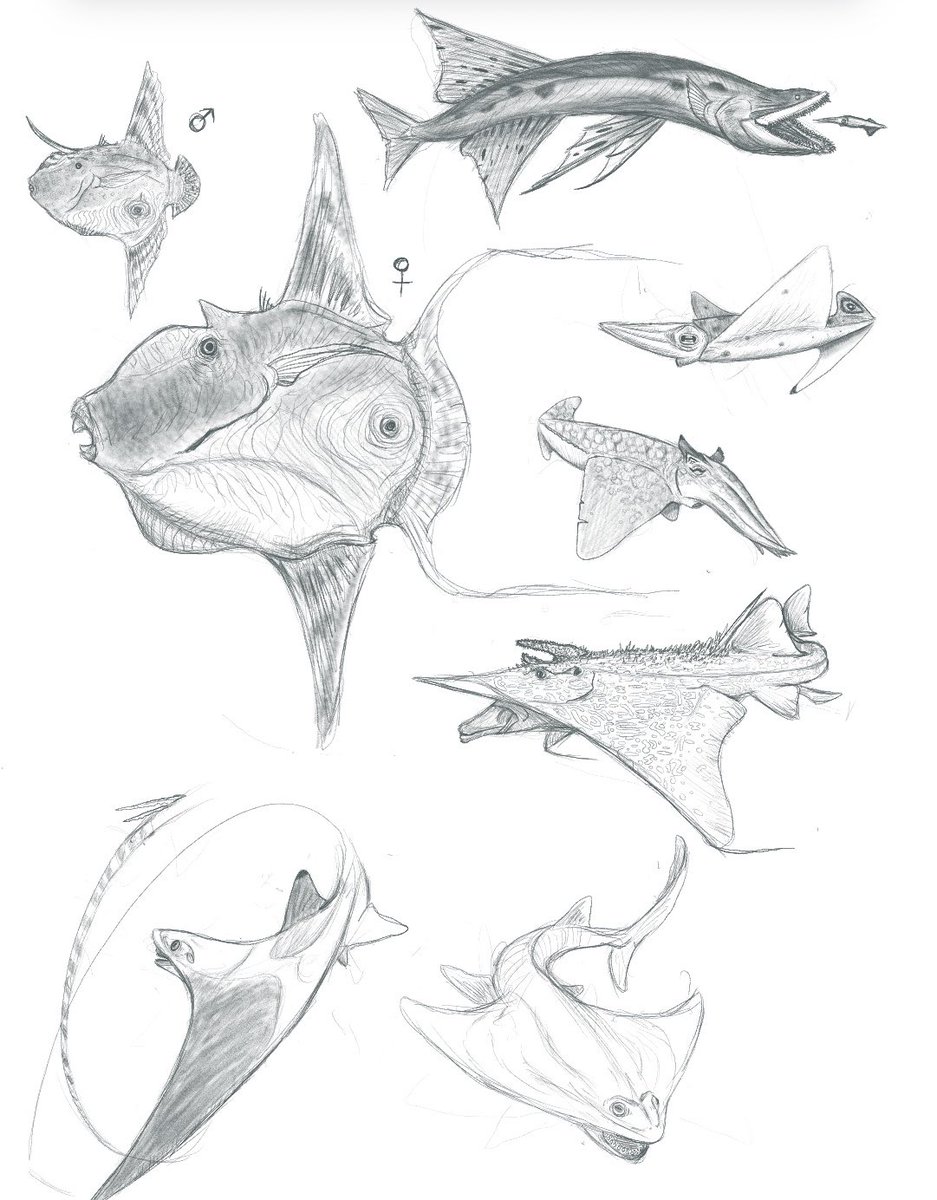 magnapiina's tweet photo. Spectember sketches
#speculativeevolution #specevo #fish #digitalart https://t.co/tcsohP7N6J