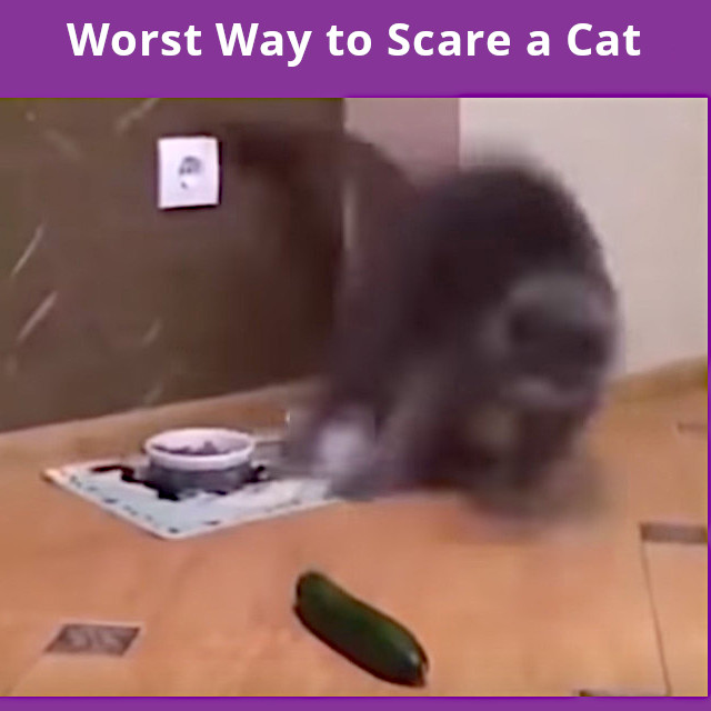 500wayscom's tweet photo. Enjoy this silly video, "Worst Way to Scare a Cat." It's free and complete at https://t.co/wjNXCUIcEb (#cat, #kitten, #kittycat, #kitty, #houseCat, #scardycat, #petCat, #feline, #domesticCat, #cucumber, #scaredCat, #catVideo, #funnyCats) https://t.co/Yvhndp5pLt