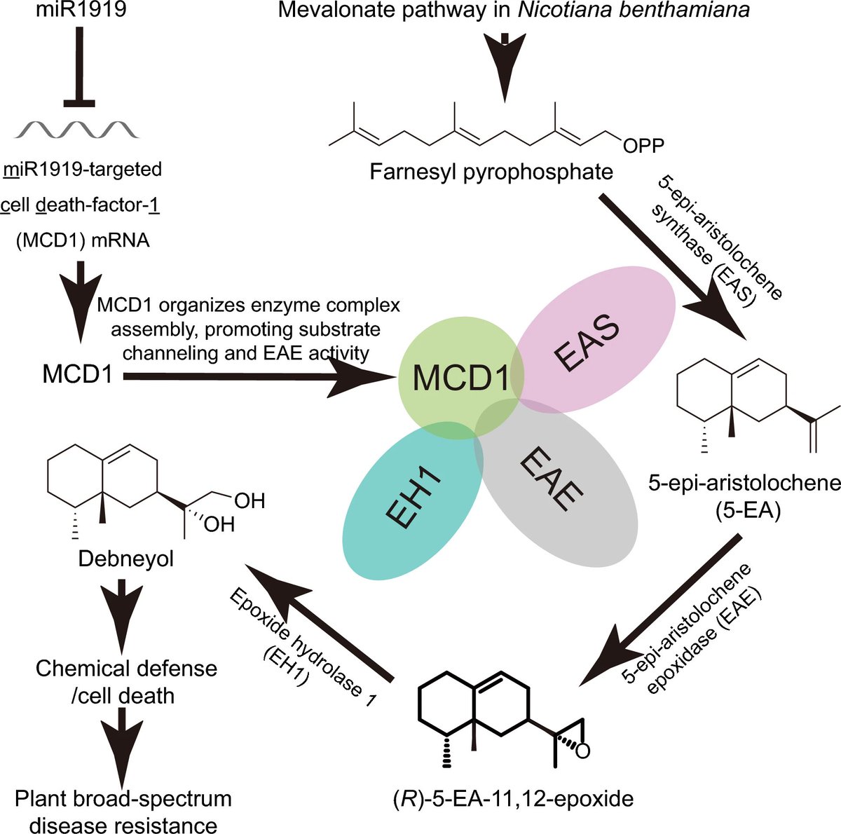 PhytopatholRes's tweet photo. #Debneyol #Metabolon #MCD1 #Immunity
From scaffold to shield: how MCD1 organizes a phytoalexin metabolon for broad-spectrum plant immunity
https://t.co/VH3ESWcMXk https://t.co/zsUSLqLCe4