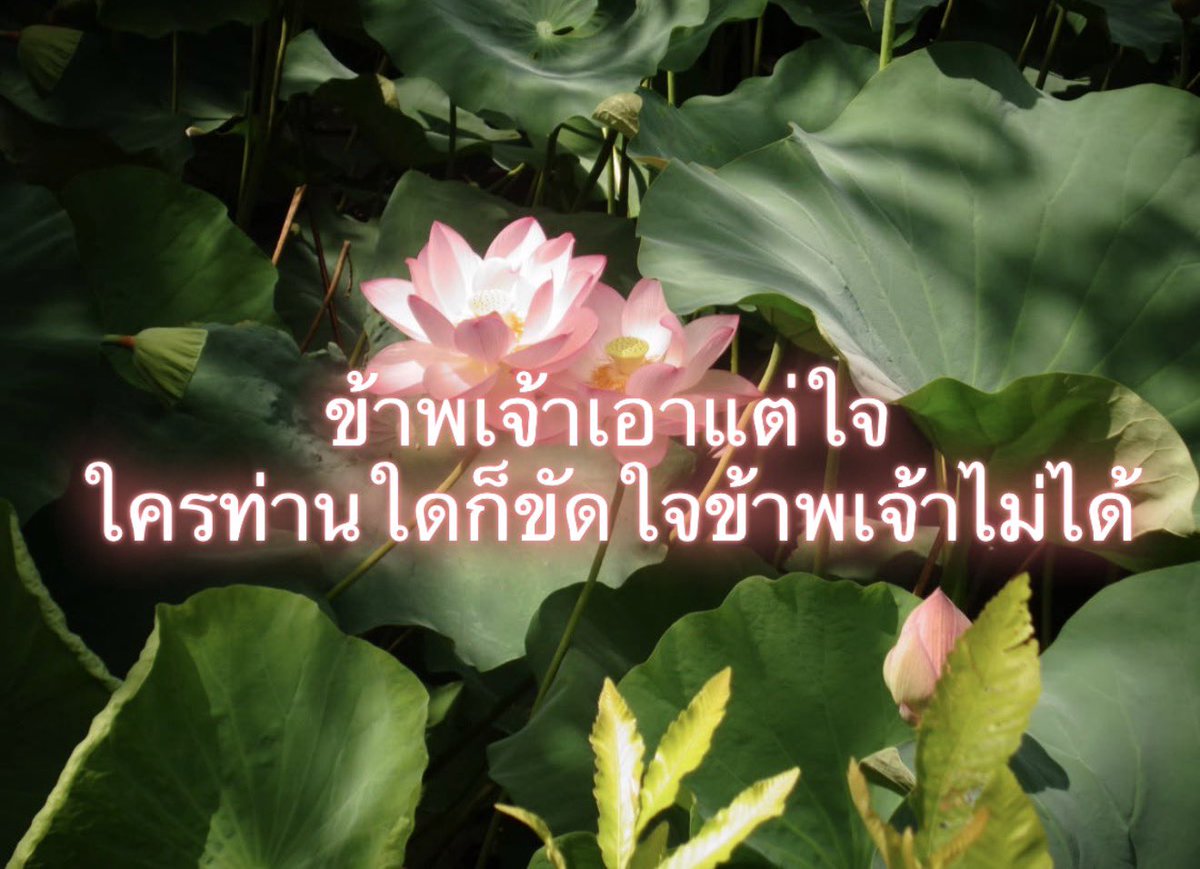 Iaunza's tweet photo. ช่วยเอาใจข้าพเจ้าหน่อย https://t.co/4KJeQkBKdN