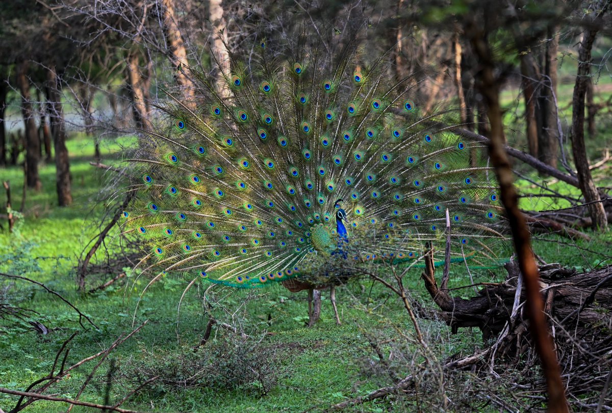 mit_sood's tweet photo. Indian Peafowl
As i saw it!!
#dailypic #IndiAves #TwitterNatureCommunity #birdwatching #ThePhotoHour https://t.co/3aRvFvVGFm