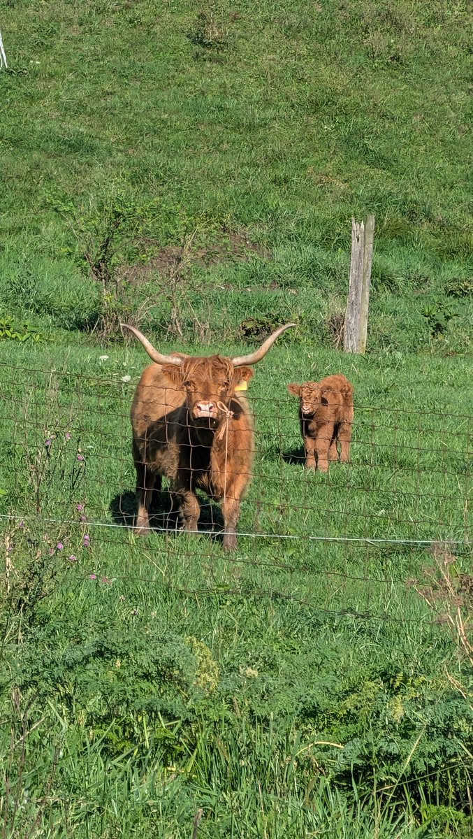 NevadaEby's tweet photo. Can my cow get more likes than this dumb post? https://t.co/nPjy5nESF6
