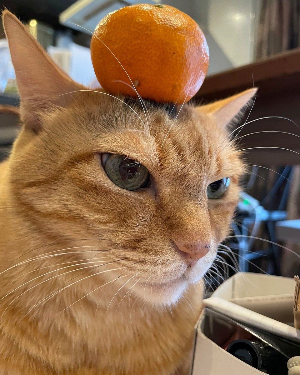 PunchingCat's tweet photo. https://t.co/EiQCho89uL