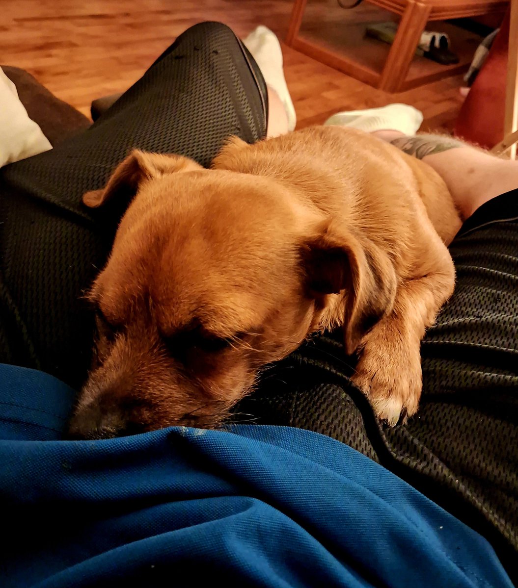 Hektik317's tweet photo. 💛She loves me🩵 🐶
#doglife https://t.co/n0wB5GBO3l