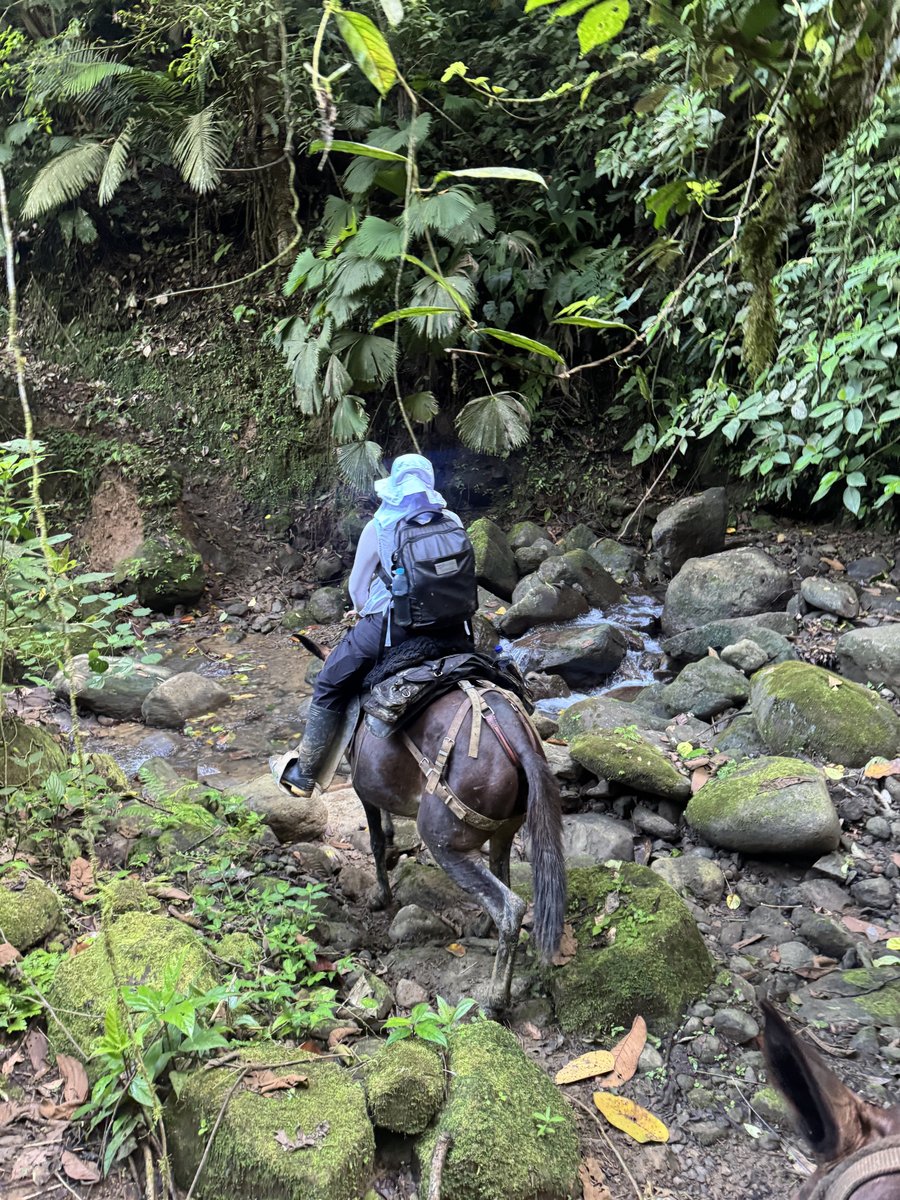 UBPDcolombia's tweet photo. 📍 #UBPDAntioquia | Tres cuerpos recuperados en la vereda Bellavista elevan a 15 los hallazgos de la #UBPD en Apartadó desde 2024.

Los cuerpos recuperados podrían corresponder a una pareja de esposos provenientes de Carepa y a un joven de 15 años reclutado por un grupo armado irregular, quienes desaparecieron en el marco del conflicto armado.

📰 Así se llevó a cabo el proceso de recuperación 🔗  
https://t.co/cyM4B3gT9P