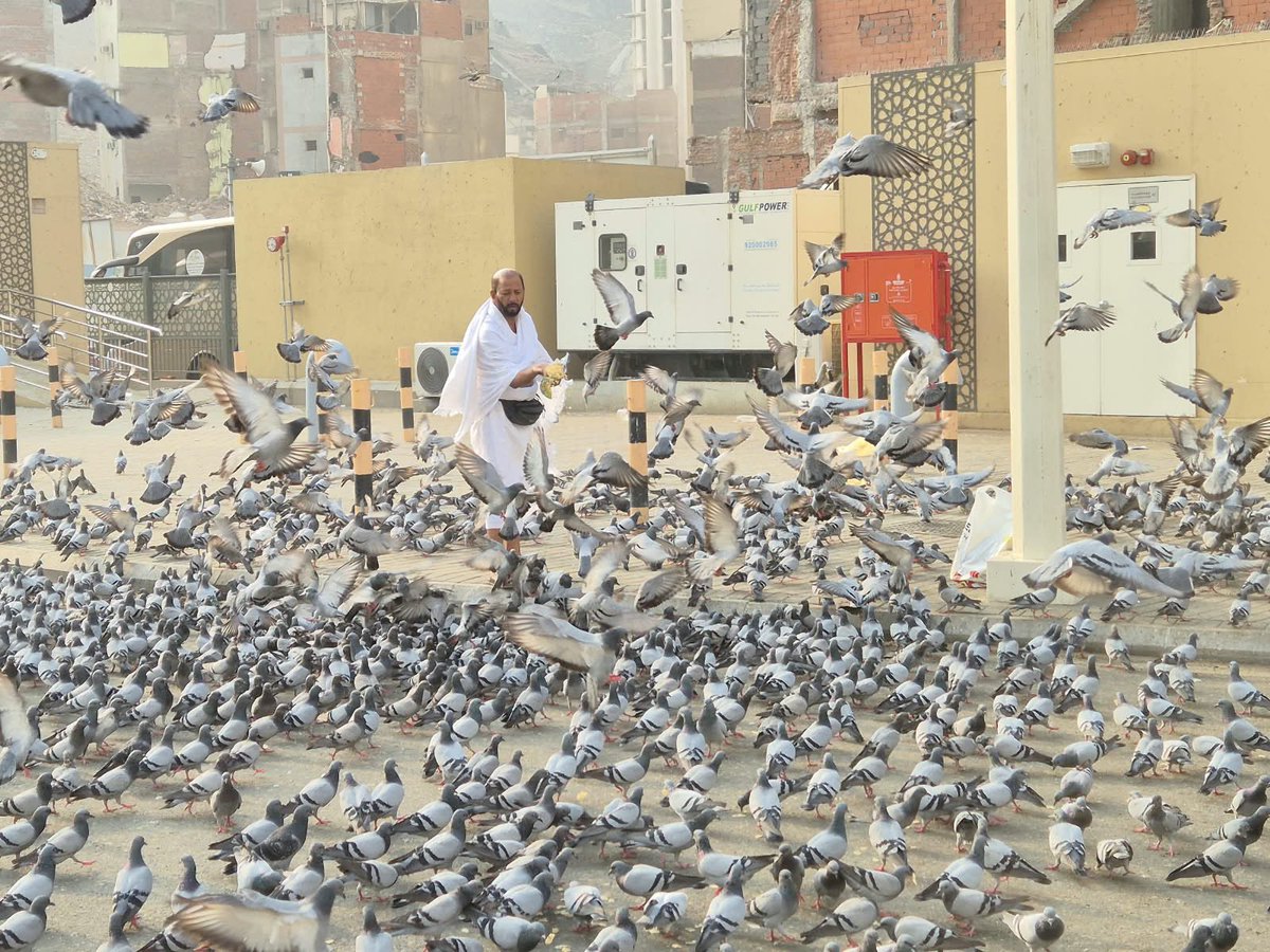 betenorie's tweet photo. The pigeons were the paid actors https://t.co/NkNmrgWylZ