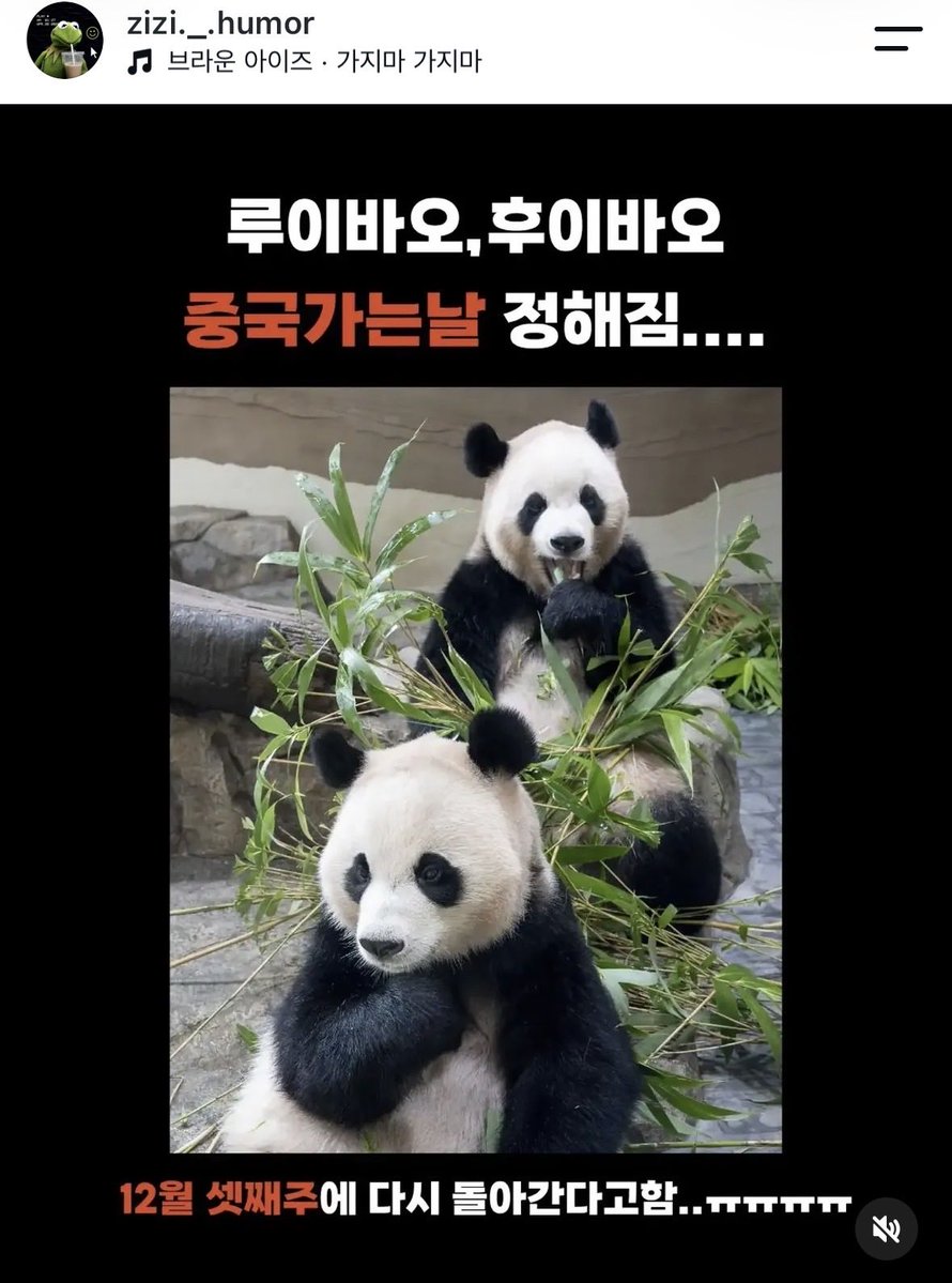 tm5ji's tweet photo. 루이랑 후이 중국가는 날 정해졌대요,,,
ㅠㅠㅠㅠ 너무 빨라,,,,,, 중국 보내는거 안하면 안되나 진짜,, https://t.co/ZSXTyEZXpo
