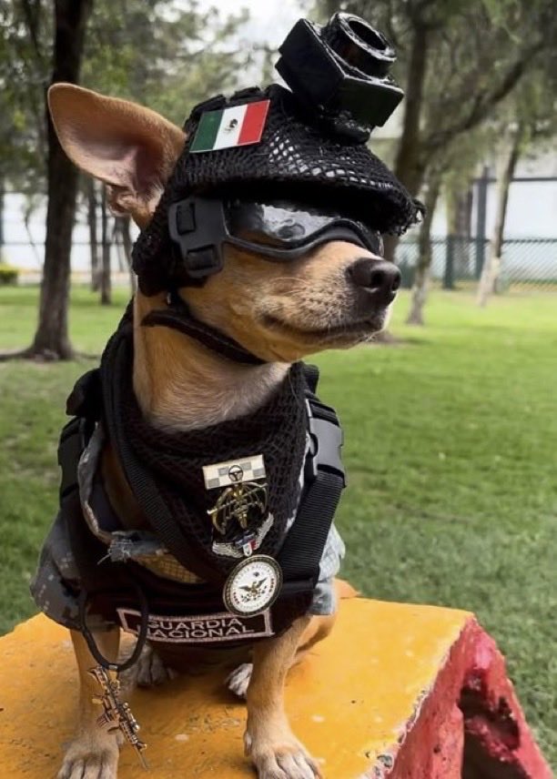 Indie5051's tweet photo. La Guardia Nacional de México presenta a su nuevo recluta, un chihuahua  equipado con equipo táctico y entrenado para misiones de búsqueda y rescate. https://t.co/jY2hAeBiA3