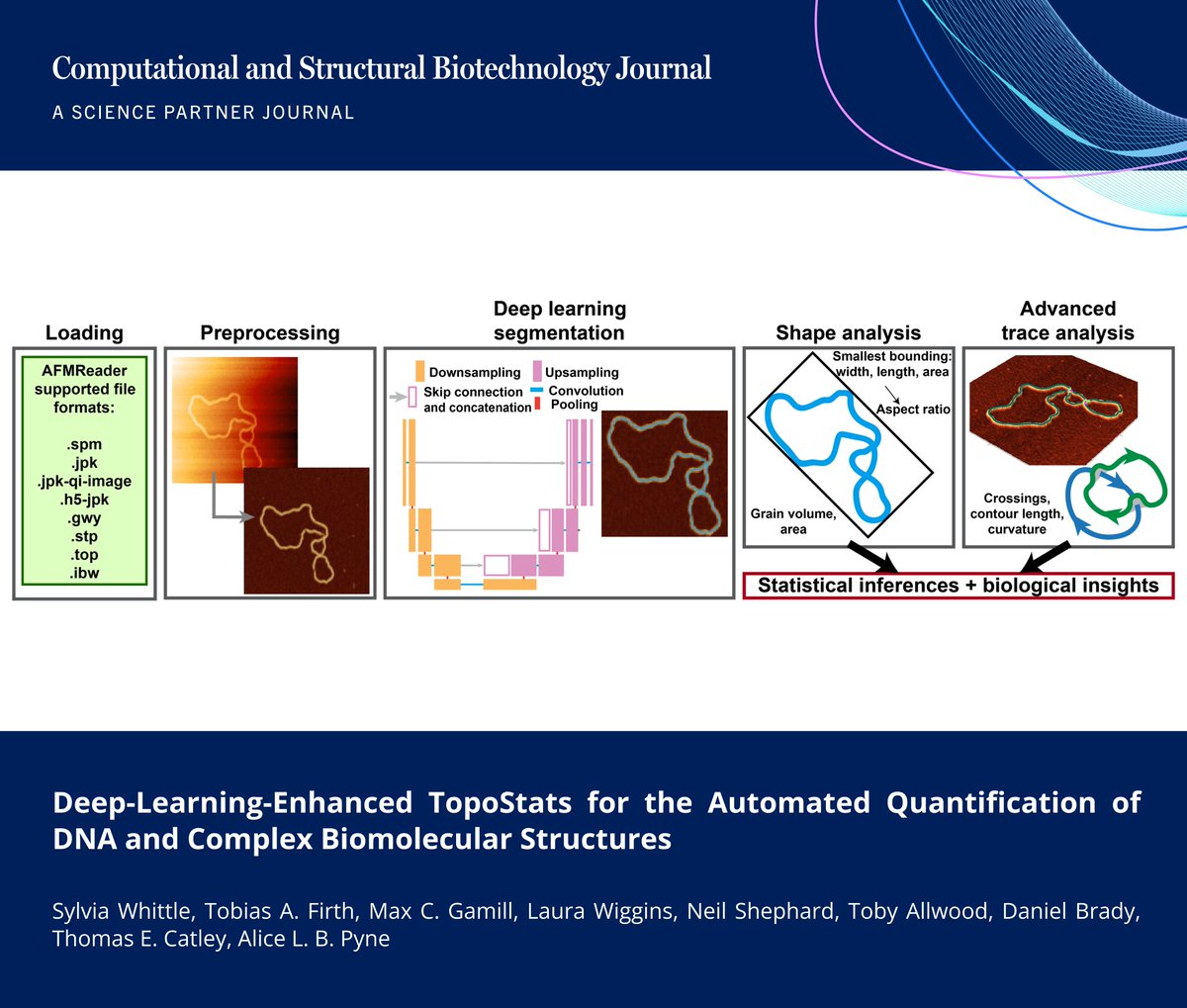 CSB_Journal's tweet photo. 🔗 Deep-Learning-Enhanced TopoStats for the Automated Quantification of DNA and Complex Biomolecular Structures. https://t.co/WDjg4PYEXv

📚 CSBJ - A Science Partner Journal: https://t.co/KwJ0GnOipI

@sheffielduni @shefunihealth @shefcompsci @CSB_Journal #AtomicForceMicroscopy https://t.co/HZYW8RQxkT