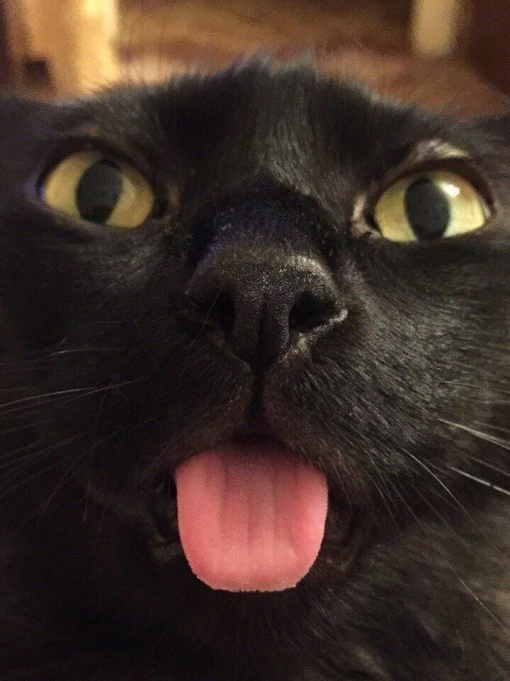 blackscats's tweet photo. https://t.co/xnbXgpavw3