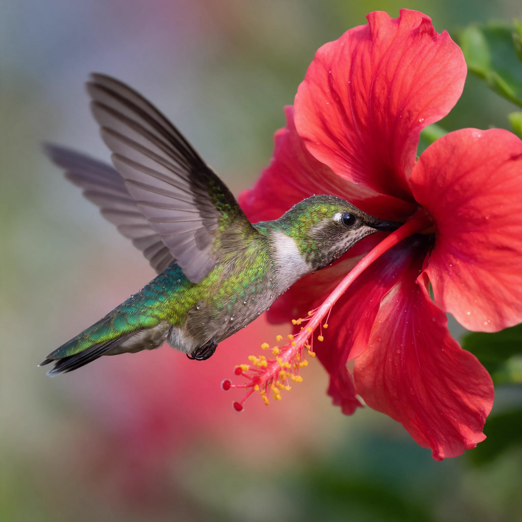 Left: a hummingbird drinking from a red hibiscus flower (one of the two Seedream 5.0 models)