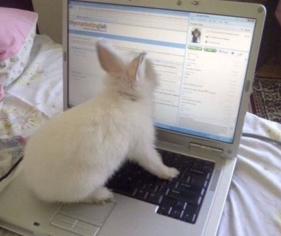 softvbunny's tweet photo. actual picture of me tweeting https://t.co/FgLhLzNpPl