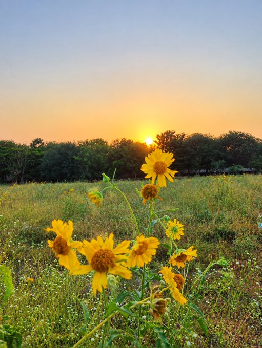 A scenic photograph of yellow wildflowers in a grassy field at sunset, with trees silhouetted against an orange and blue sky.