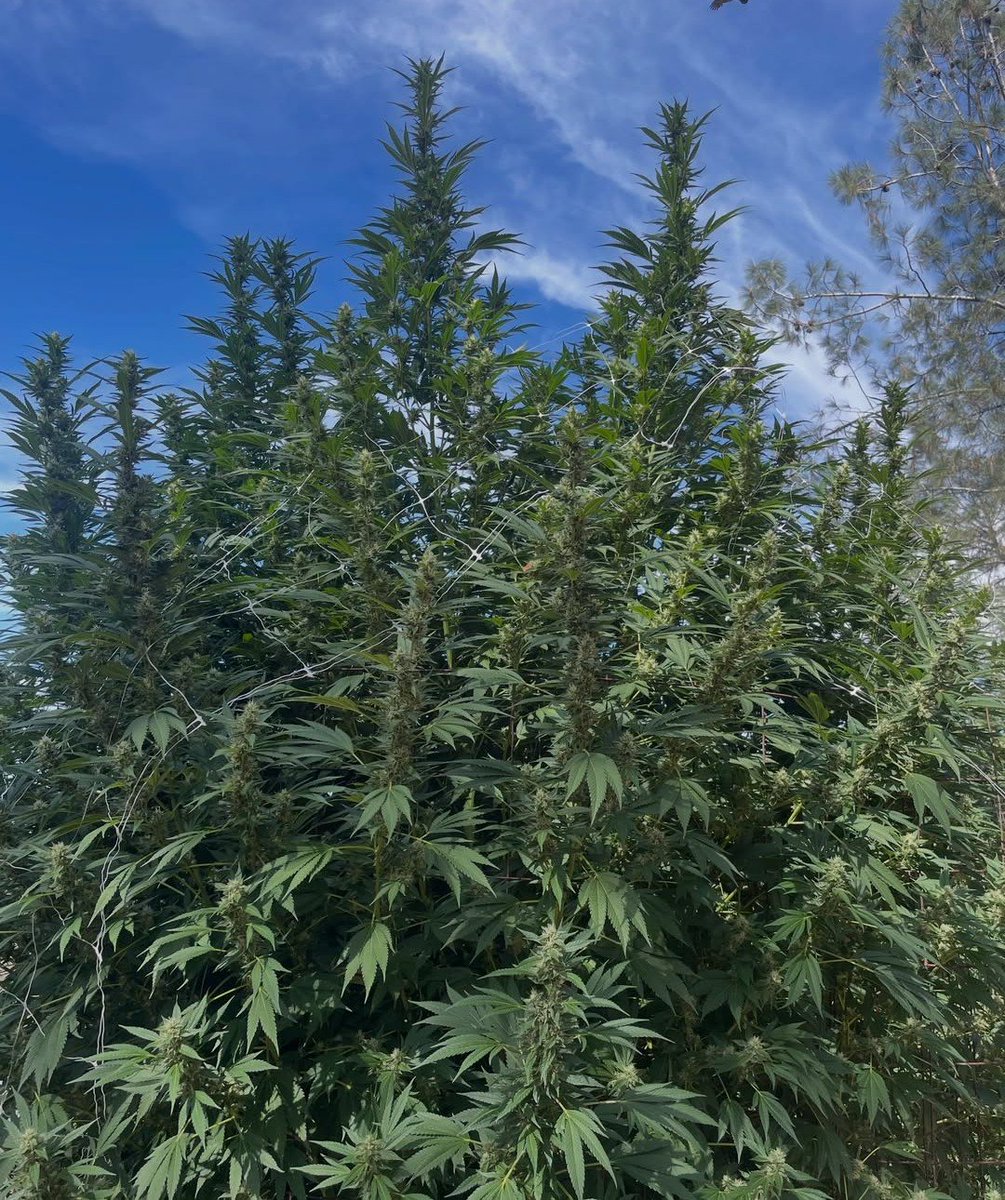 StrangerRaider's tweet photo. Falls my favorite time of the year.... https://t.co/iLmfR47DaC
