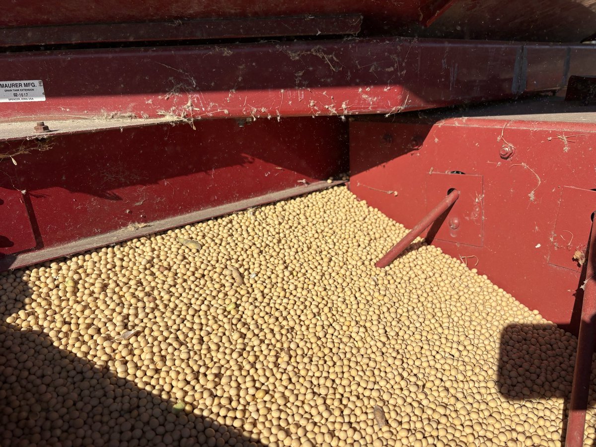 FieldwalkerAg's tweet photo. Rain makes grain, and this year the rain did not show up when needed. https://t.co/4ol2uEka7R