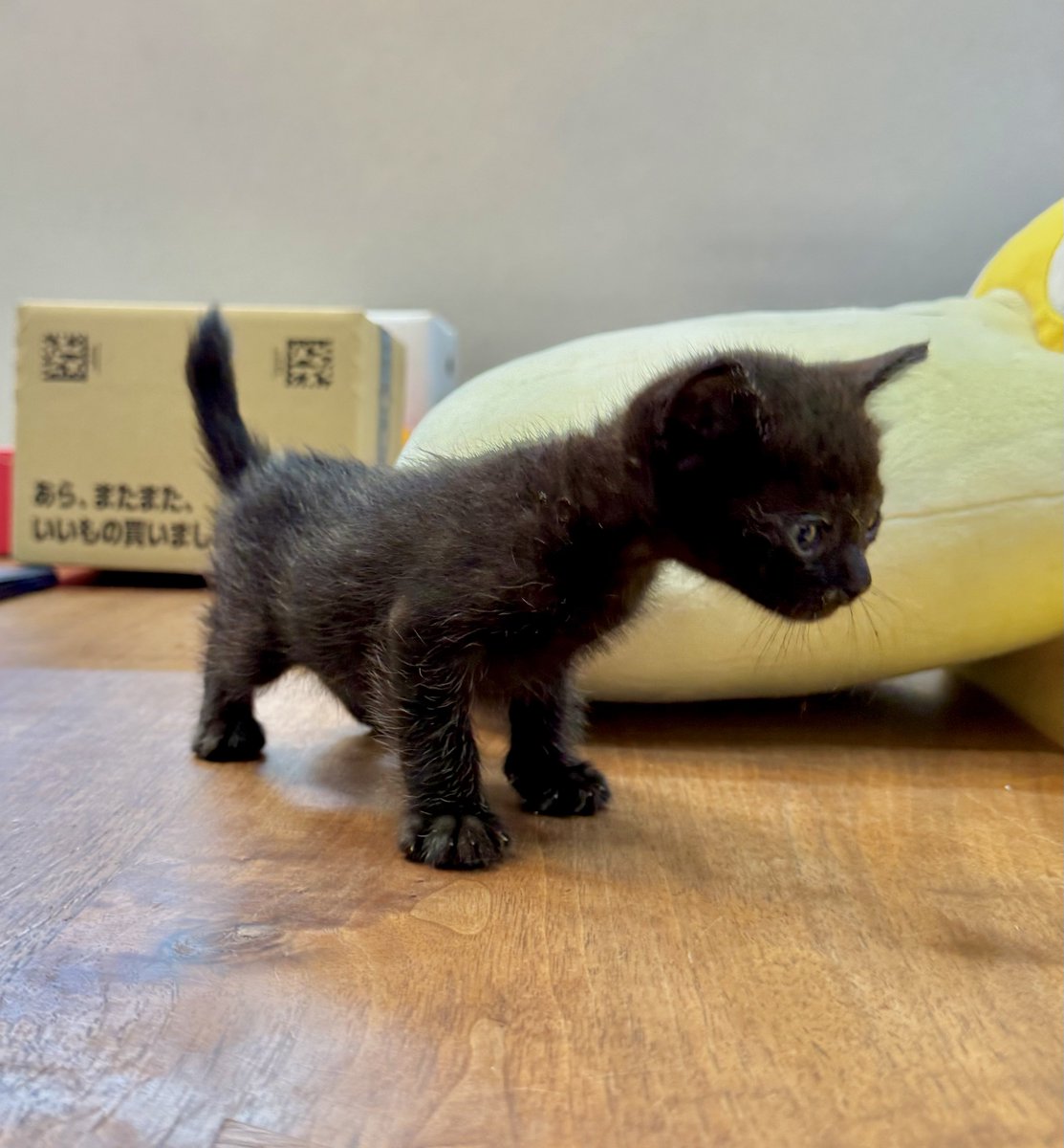 omochi_nam01's tweet photo. 【ゆる募】 
🐈‍⬛猫の名前  /  ※炭水化物縛り
・ういろう
・おにぎり
・いなり
・おだんご
・きりたんぽ
・むぎごはん
・まめだいふく
・おはぎ
以外で( ΦωΦ ) https://t.co/DeRHuUYvmG