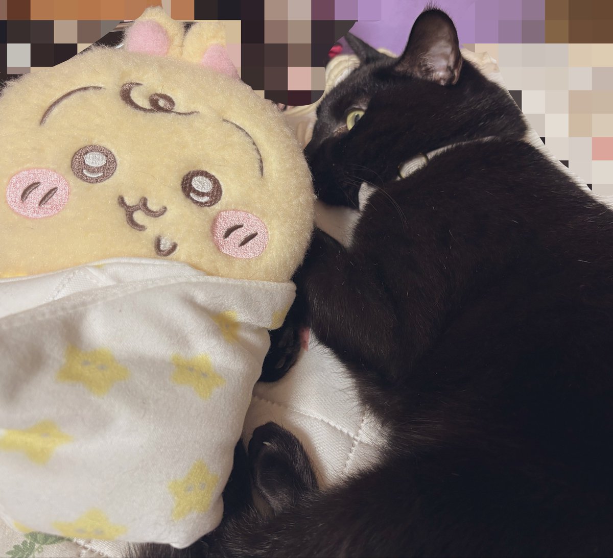 ha__na_c's tweet photo. ヒカセンさん、ねこちゃん飼ってる人多いのかな？

うちにもいるので宣伝🐈‍⬛
4歳のあまえんぼ君です(*´ω｀*) https://t.co/UByqPx7RU1