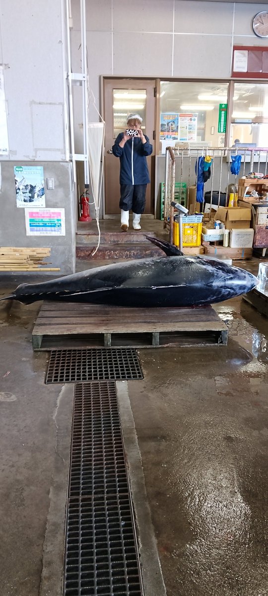 Stardust1211Me's tweet photo. おはにょー
今日、シャケの網に170キロ超えのマグロ上がったよーって！
ちなみに写ってる人は神の手ゴッドだよꉂ🤣𐤔 https://t.co/ZG6fNAM8HJ