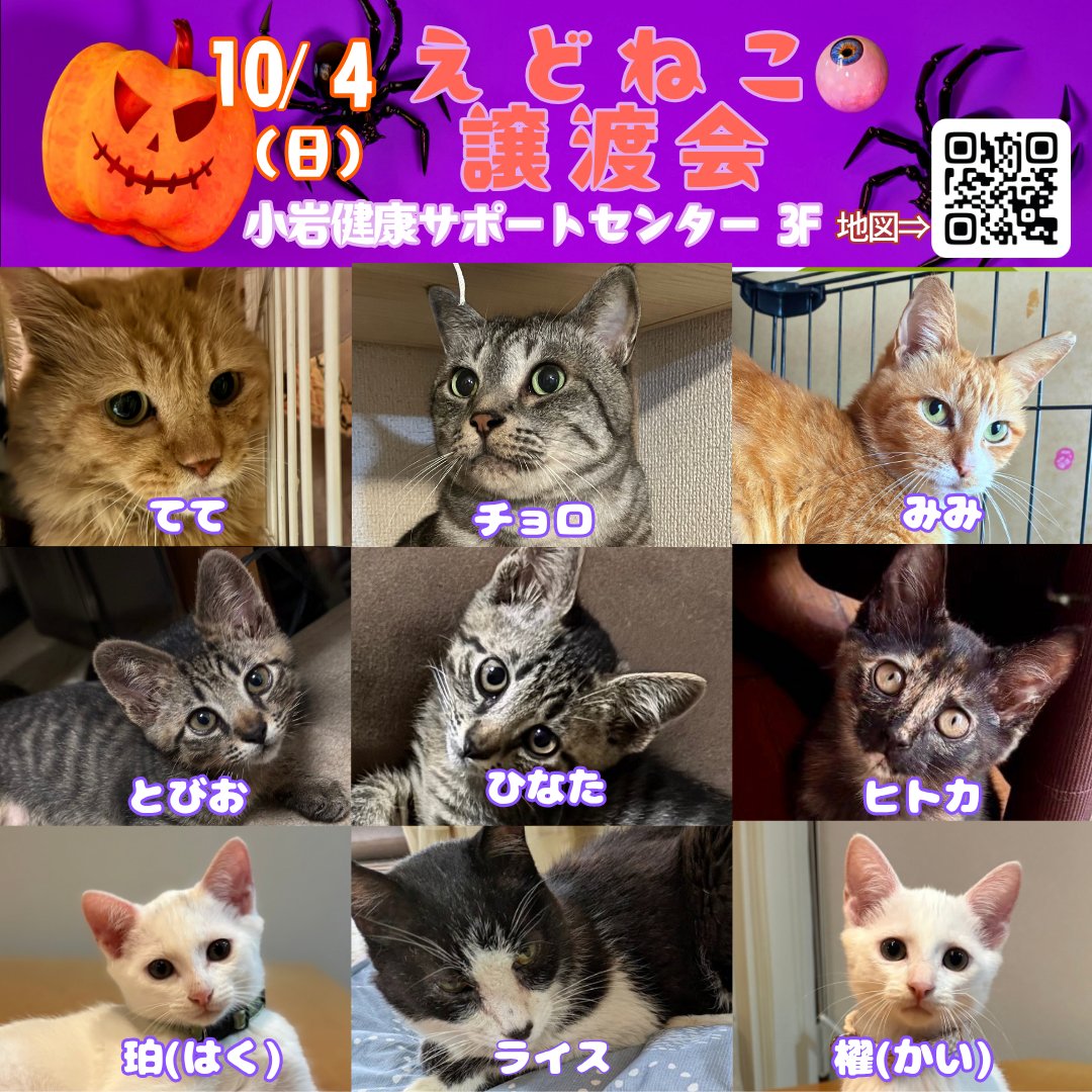 totoandporter's tweet photo. 「すべての猫に、居場所をつくる。」
江戸川区と一緒に、テスト運用から開始した会もふくめると、この譲渡会ももうすぐ4年になります。

次回のえどねこ譲渡会は、

📅 10月4日（日）12:00–15:30
📍 小岩健康サポートセンター

えどねこまつりの展示の一部と、シリーズにして出していきますので、ぜひお立ち寄りください。
うちの子自慢にエントリーいただいた里親さん、展示物を差し上げますので、お立ち寄りください✨

-----
この4年間、地域の猫たちを取り巻く状況も、少しずつ変わってきました。

地域猫たちはシニアになり、 これからは「見守る」だけでなく、ケアが必要になる子も増えていきます。

一方では、まだ繁殖抑制が十分に行き届いていない地域もあり、相談は続いています。

そして近年、圧倒的に増えてきたのが、

「飼い続けることができなくなった」

というご相談です。

高齢、病気、入院、生活環境の変化。 猫の問題だけでは解決できないことが、たくさんあります。

これを4年間のひとつの傾向として受け止めたとき、 私たち自身も、これからの活動のあり方を考えています。

保護し続けるだけでは、 いつか人も場所もいっぱいになってしまう。

だから、目の前の猫を助けることと同時に、 「困る前にできること」を地域に増やしていきたい。

保護することだけを答えにせず、 啓発や福祉との連携を、いつかの希望につなげていく。

そして、ボランティア自身も疲弊せず、 無理なく続けていける仕組みをつくる。

江戸川区という地域に合った、新しいかたちをつくってみよう。

そんなことを考えています。

そして、そのためには、 いろいろな人の力が必要です。

🐾 猫を一時的に預かってみたい方
　元気なシニアの方も大歓迎です！

🚗 車を出せる方
　猫を預かれなくても大丈夫。通院や移動を助けてくださる方を探しています。

🤝 福祉に関する企画や運用に関わってみたい方
　ケアマネさん、介護・福祉職の方、地域活動に関心のある方も。

そして、 「こんなことならできるかも」 というものがあれば、ぜひ聞かせてください。

猫を預かることだけが、保護猫活動ではありません。

すべての猫に、居場所をつくる。

そのための仕組みを、 地域のみなさんと一緒につくっていきたいと思っています。

#えどねこ
#里親募集